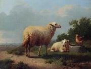 Sheep 163